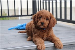 Midas - Cavapoo for sale