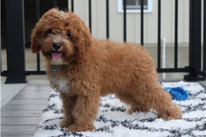 Elmer - Cavapoo for sale