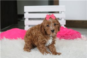 Blanche - puppy for sale