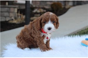 Henry - Cavapoo for sale