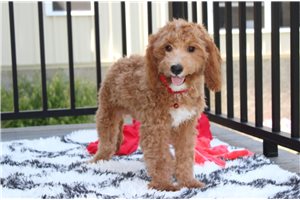 Elmer - Cavapoo for sale