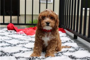 Beamer - Cavapoo for sale