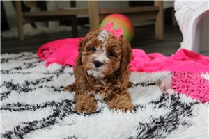 Blip - Cavapoo for sale