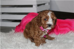 Blip - Cavapoo for sale