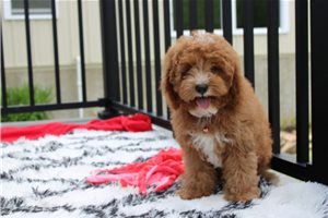 Elmer - Cavapoo for sale