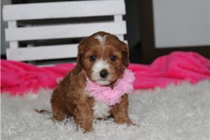Faith - Cavapoo for sale