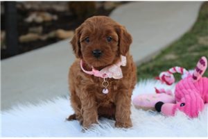 Hazel - puppy for sale