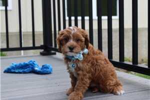 Beamer - puppy for sale