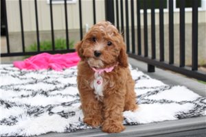 Blanche - Cavapoo for sale