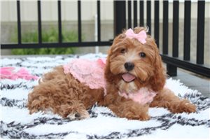 Blanche - puppy for sale