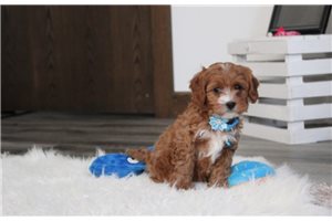 Jasper - Cavapoo for sale