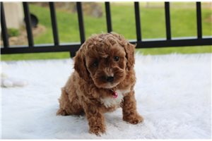 Kenzie - Cockapoo for sale