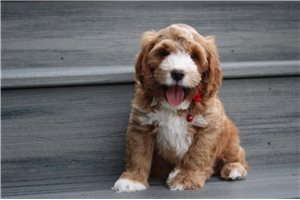 Naveen - puppy for sale