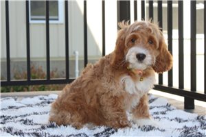 Nicolas - Cockapoo for sale