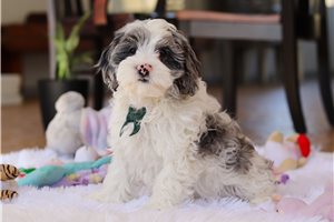 Curtis - Cockapoo for sale