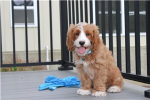 Iago - Cockapoo for sale
