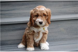 Nicolas - puppy for sale