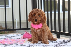Isabelle - Cockapoo for sale