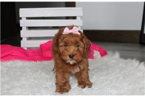 Koko - Cockapoo for sale