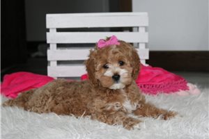 Emmy - Cockapoo for sale