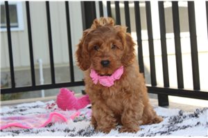 Noelle - Cockapoo for sale