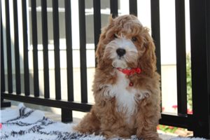 Naveen - Cockapoo for sale