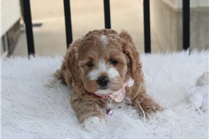 Emmy - Cockapoo for sale