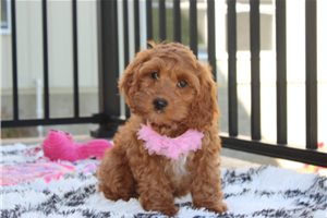 Nova - Cockapoo, placed in Akron / Canton