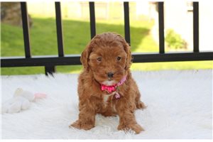 Koko - Cockapoo for sale