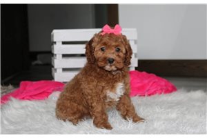 Kenzie - Cockapoo for sale