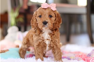 Rory - Cockapoo for sale