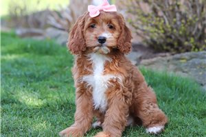 Ruth - Cockapoo for sale