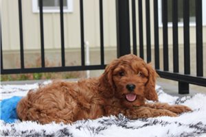 Irvin - Cockapoo for sale
