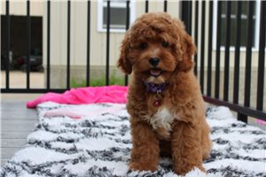 Kenzie - Cockapoo for sale