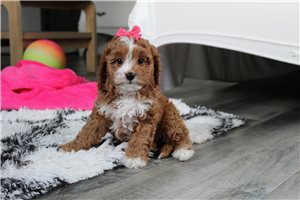 Lydia - Cavapoo for sale