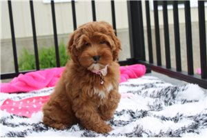 Koko - Cockapoo for sale