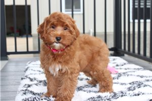 Koko - Cockapoo for sale
