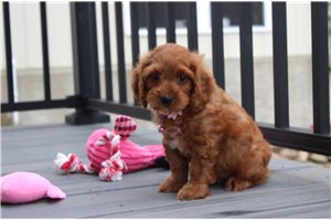 Nova - Cockapoo for sale