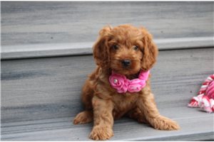 Noelle - puppy for sale
