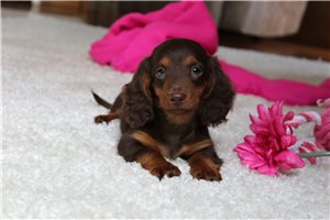 Tina - Dachshund, Mini for sale