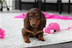 Tina - Dachshund, Mini for sale