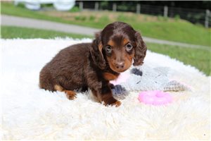Tina - Dachshund, Mini for sale