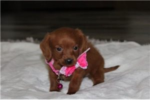 Daisy - Doxiepoo for sale