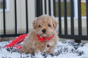 Vaughn - Maltipoo for sale