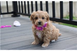 Dahlia - Malti Poo - Maltipoo for sale