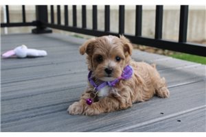 Daisy - Malti Poo - Maltipoo for sale