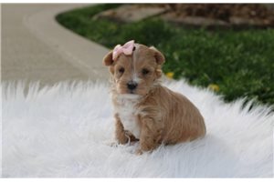 Daisy - Malti Poo - Maltipoo for sale