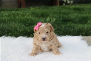Daphne - puppy for sale