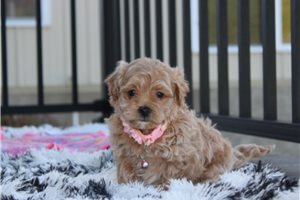 Vivienne - Maltipoo for sale