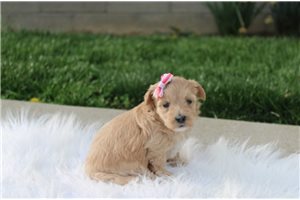 Dahlia - puppy for sale
